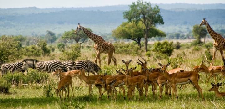 Voyage sur-mesure, Parc National de Mikumi